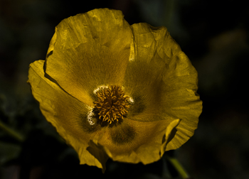 Chios Nature photography competition 2012